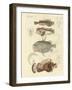 Strange Fish-null-Framed Giclee Print