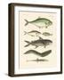 Strange Fish-null-Framed Giclee Print