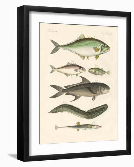 Strange Fish-null-Framed Giclee Print