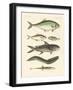 Strange Fish-null-Framed Giclee Print