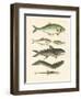 Strange Fish-null-Framed Giclee Print