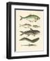 Strange Fish-null-Framed Giclee Print