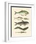 Strange Fish-null-Framed Giclee Print