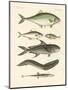 Strange Fish-null-Mounted Giclee Print