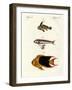 Strange Fish-null-Framed Giclee Print