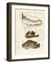 Strange Fish-null-Framed Giclee Print