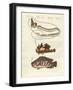 Strange Fish-null-Framed Giclee Print