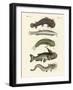 Strange Fish-null-Framed Giclee Print