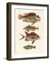 Strange Fish-null-Framed Giclee Print