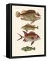 Strange Fish-null-Framed Stretched Canvas