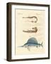 Strange Fish-null-Framed Giclee Print