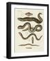 Strange Fish-null-Framed Giclee Print