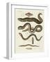 Strange Fish-null-Framed Giclee Print