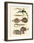 Strange Fish-null-Framed Giclee Print