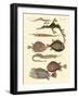 Strange Fish-null-Framed Giclee Print