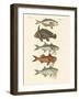 Strange Fish-null-Framed Giclee Print