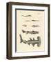 Strange Fish-null-Framed Giclee Print