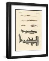 Strange Fish-null-Framed Giclee Print