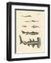 Strange Fish-null-Framed Giclee Print