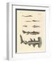 Strange Fish-null-Framed Giclee Print