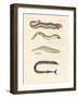 Strange Fish-null-Framed Giclee Print