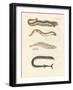 Strange Fish-null-Framed Giclee Print