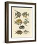 Strange Fish-null-Framed Giclee Print