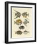 Strange Fish-null-Framed Giclee Print