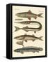 Strange Fish-null-Framed Stretched Canvas