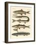 Strange Fish-null-Framed Giclee Print