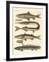 Strange Fish-null-Framed Giclee Print