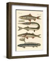 Strange Fish-null-Framed Giclee Print