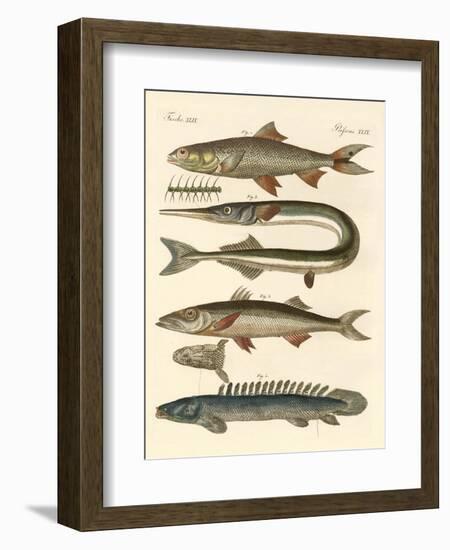 Strange Fish-null-Framed Giclee Print