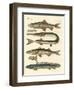 Strange Fish-null-Framed Giclee Print