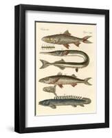 Strange Fish-null-Framed Giclee Print