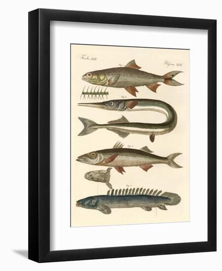 Strange Fish-null-Framed Giclee Print