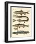 Strange Fish-null-Framed Giclee Print