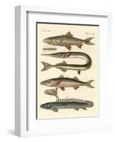 Strange Fish-null-Framed Giclee Print