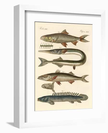 Strange Fish-null-Framed Giclee Print