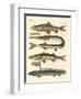 Strange Fish-null-Framed Giclee Print