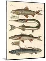 Strange Fish-null-Mounted Giclee Print