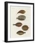 Strange Fish-null-Framed Giclee Print