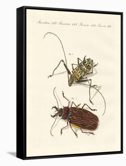 Strange Foreign Beetles-null-Framed Stretched Canvas