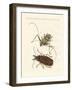 Strange Foreign Beetles-null-Framed Giclee Print