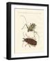 Strange Foreign Beetles-null-Framed Giclee Print