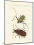 Strange Foreign Beetles-null-Mounted Giclee Print