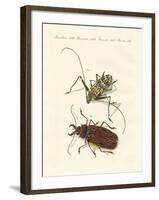 Strange Foreign Beetles-null-Framed Giclee Print