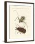 Strange Foreign Beetles-null-Framed Giclee Print