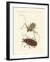 Strange Foreign Beetles-null-Framed Giclee Print