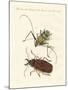 Strange Foreign Beetles-null-Mounted Giclee Print